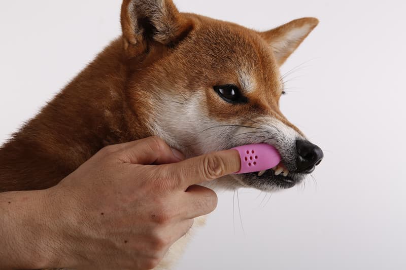 custom silicone pet products